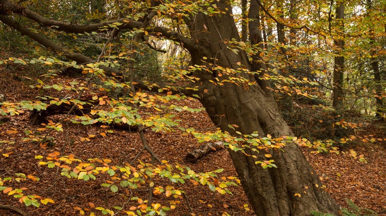 Autumn sun through tree leaves